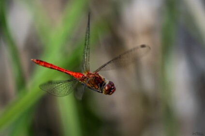 a7V_26_04998_NAL Blutroten Heidelibelle (Sympetrum sanguineum)