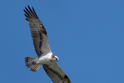 a7V_26_05530_NAL Fischadler (Pandion haliaetus)