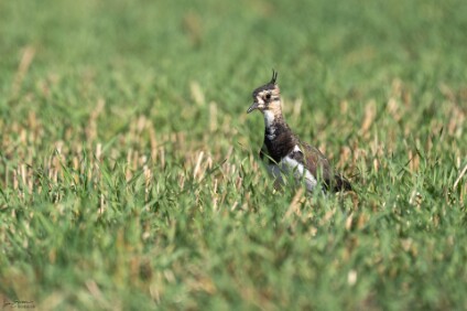 a7V_26_07271_NAL Kiebitz (Vanellus vanellus