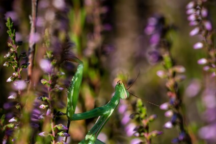 a7V_26_07338_NAL Gottesanbeterin (Mantis religiosa)