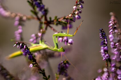 a7V_26_07449_NAL Gottesanbeterin (Mantis religiosa)