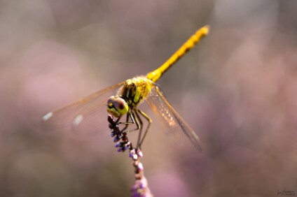 a7V_26_07677_NAL Heidelibelle (Sympetrum),