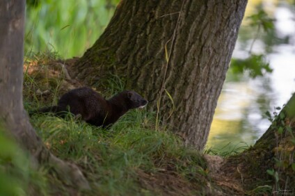 a7V_26_07799_NAL Mink, Amerikanischen Nerz (Neovison vison)