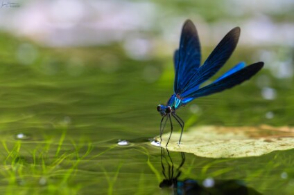a7V_26_08756_NAL Blauflügel-Prachtlibellen-Männchen (Calopteryx virgo)