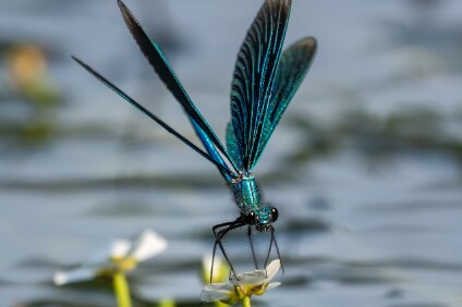 a7V_26_09590_NAL Blauflügel-Prachtlibelle (Calopteryx virgo)