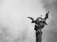 'Totem Pole', toter Baum, Tisa, Böhmische Schweiz  6D 102562 2k © Iven Eissner : Aufnahmeort, Baum, Europa, Pflanzen, Toter Baum, Tschechien