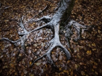 Die Klauen des Winters  6D 151096 1024 © Iven Eissner : Affensteine, Aufnahmeort, Deutschland, Elbsandsteingebirge, Europa, Sachsen