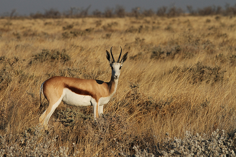 IMG_00444_7D_800.jpg - Springbock, Etosha