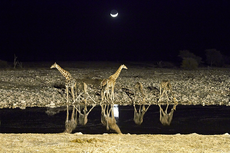 IMG_01063_7D_800.jpg - Giraffen nachts am Wasserloch, Okaukuejo, Etosha