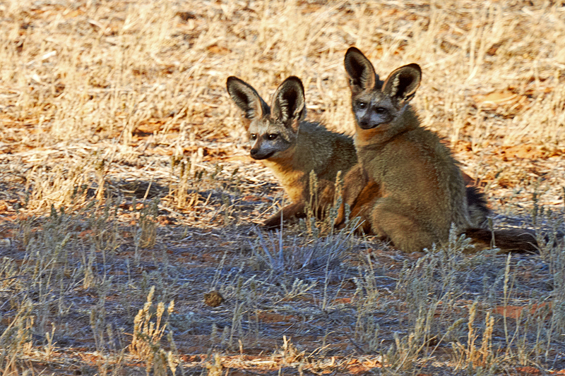 IMG_07069_7D_800.jpg - Löffelhunde, Kalahari, Namibia