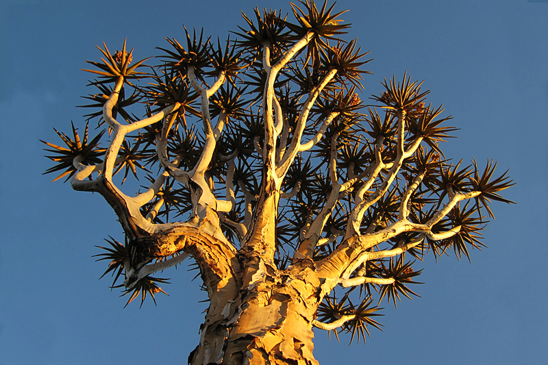 IMG_0805_IX120_800.jpg - Köcherbaum, Namibia