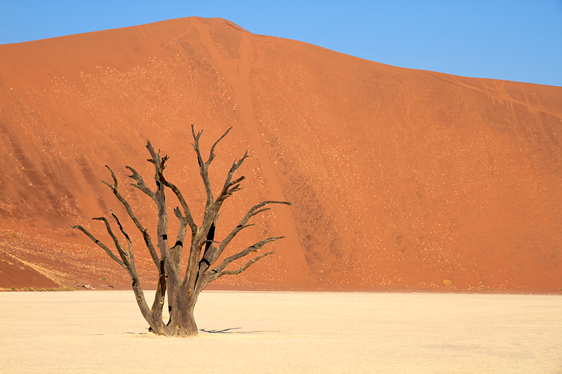IMG_08712_7D_800.jpg - Death Vlei, Namib