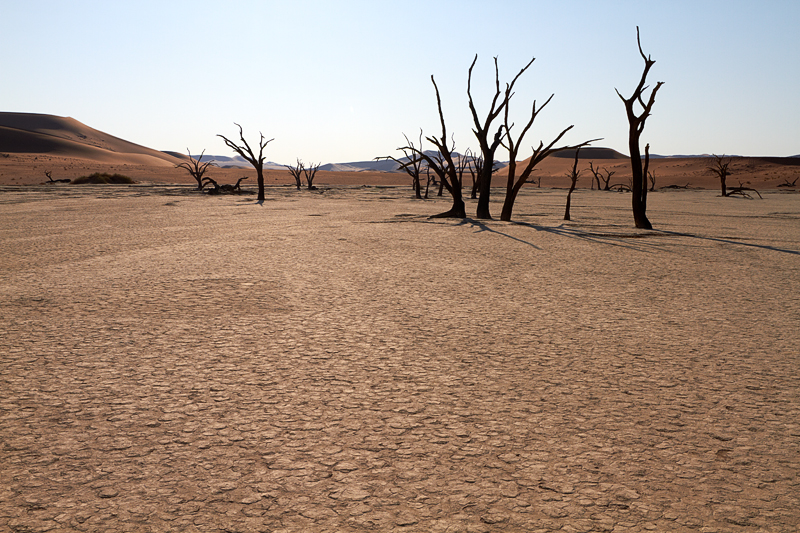 IMG_08722_7D_800.jpg - Death Vlei, Namib