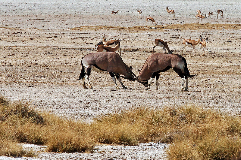 IMG_10622_7D_800.jpg - kämpfende Oryx Antilopen, Etosha