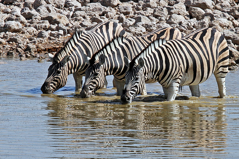 IMG_10681_7D_800.jpg - Zebras, Etosha