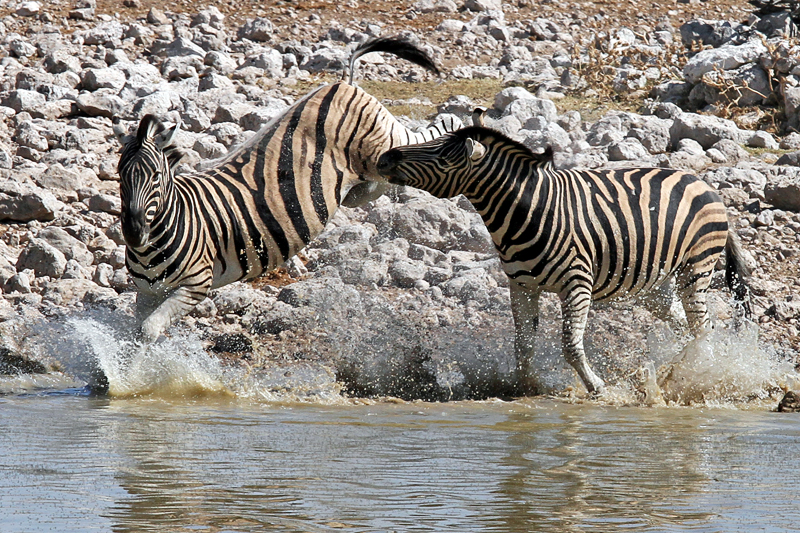 IMG_10683_7D_800.jpg - Zebras, Etosha