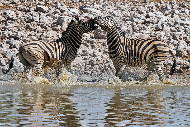 IMG_10690_7D_800.jpg - Zebras, Etosha