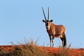 Oryxantilope Namibia