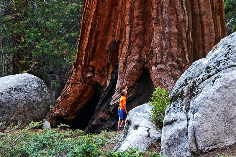 IMG_7086_RAW_A.jpg - Sequoia  ©2005