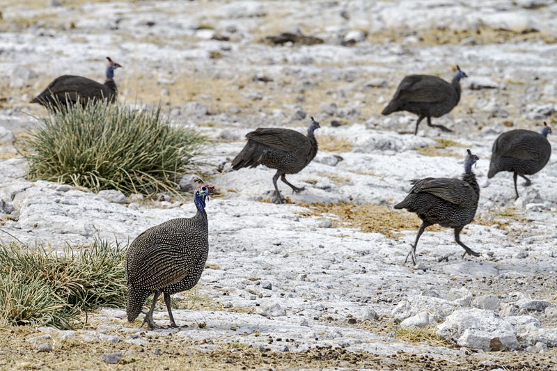 7D_21352_RAW_800.jpg - Chicken Run, Helmperlhüner (Etosha)