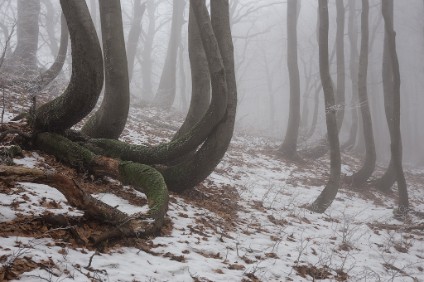 6D_106166_1024 Geisterwald