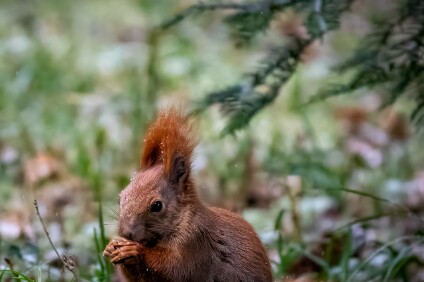 Eichhörnchen Eichhörnchen