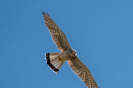 a7IV_25_9122_NAL Turmfalke (Falco tinnunculus)