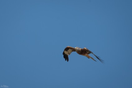 a7IV_25_9202_NAL Rotmilan (Milvus milvus)