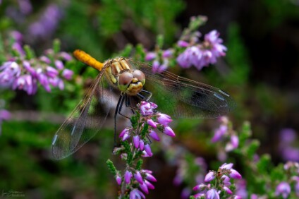 a6500_25_9987_NAL Gelbflügel-Heidelibelle (Sympetrum flaveolum)