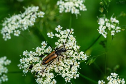 a6500_26_1101_NAL Rothalsbock (Stictoleptura rubra)
