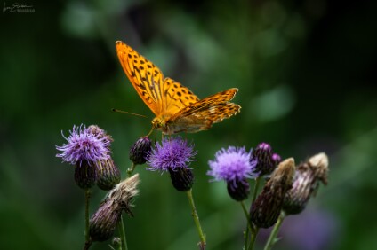 a7IV_25_0542_NAL Kaisermantel (Argynnis paphia)