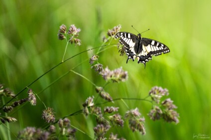 a7IV_25_0604_NAL Schwalbenschwanz