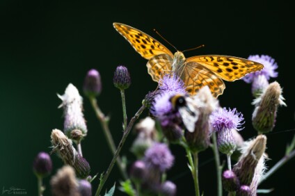 a7IV_25_0677_NAL Kaisermantel (Argynnis paphia)