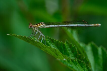 a7IV_26_03790_NAL Weibchen der Blauen Federlibelle (Platycnemis pennipes)