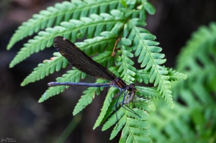 a7IV_26_03875_NAL Blauflügel-Prachtlibelle (Calopteryx virgo) mit Beute