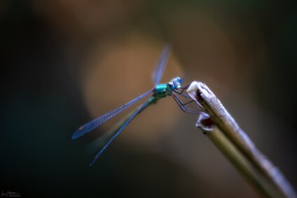 a7IV_26_06879_NAL Binsenjungfer
