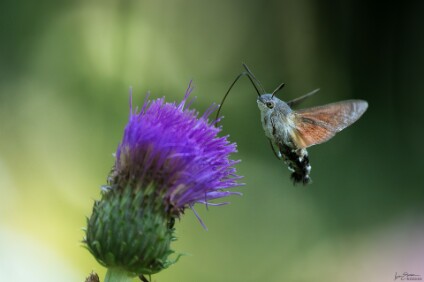 a7IV_26_3239_NAL Taubenschwänzchen (Macroglossum stellatarum)