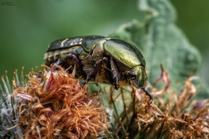 a7V_26_03607_NAL