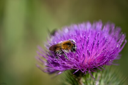 a7V_26_03847_NAL Ackerhummel (Bombus pascuorum)