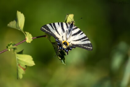 a7V_26_03961_NAL Segelfalter (Iphiclides podalirius)
