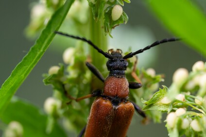 a7V_26_04035_NAL Rothalsbock (Stictoleptura rubra)