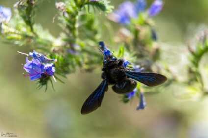 a7V_26_04825_NAL Blauschwarze Holzbiene (Xylocopa violacea)