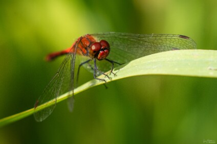 a7V_26_04973_NAL Blutroten Heidelibelle (Sympetrum sanguineum)