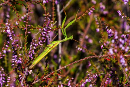 a7V_26_07487_NAL Gottesanbeterin (Mantis religiosa)