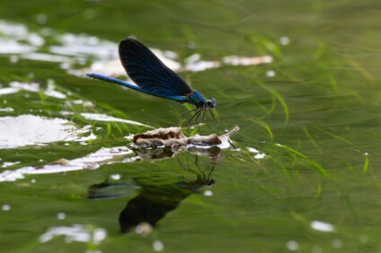 a7V_26_08674_NAL Blauflügel-Prachtlibelle (Calopteryx virgo)