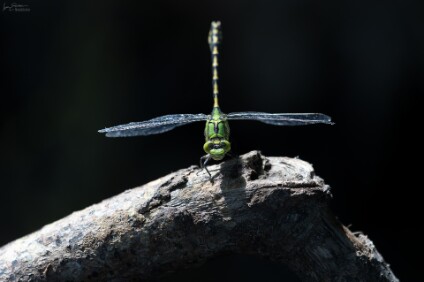 a7V_26_08970_NAL Grüne Flussjungfer (Ophiogomphus cecilia)