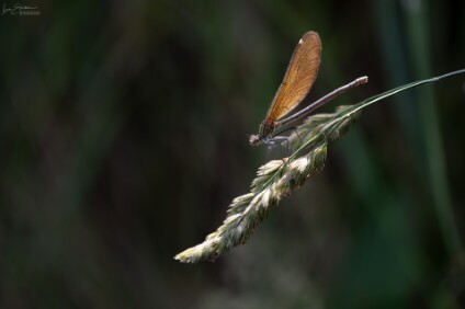 a7V_26_09032_NAL Weibchen der Blauflügel-Prachtlibelle (Calopteryx virgo)