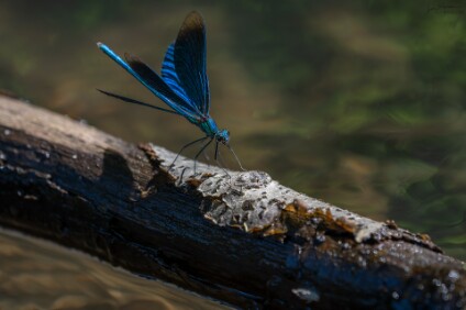 a7V_26_09058_NAL Blauflügel-Prachtlibelle (Calopteryx virgo)