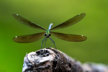 a7V_26_09489_NAL Prachtlibelle
