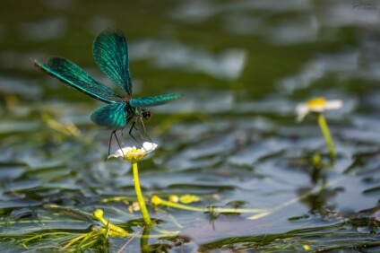 a7V_26_09667_NAL Blauflügel-Prachtlibelle (Calopteryx virgo)